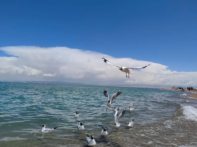 Beyond the Mountains: A Journey to Qinghai Lake