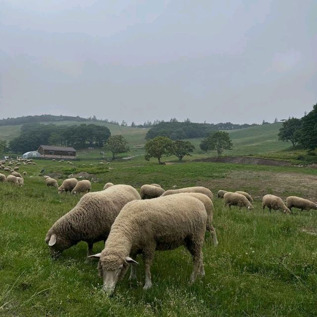 대관령 양떼목장