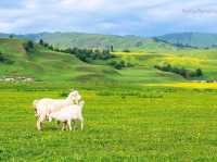 Nalati Grassland Is Straight Up Gorgeous