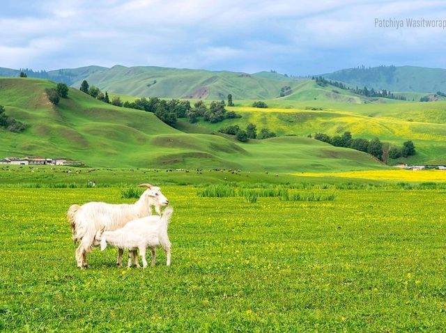 Nalati Grassland Is Straight Up Gorgeous