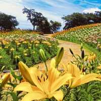 🌷 *Blooming Paradise: Solo Trip to Kasui Yuri-no-Sono in Shizuoka!* 🌸