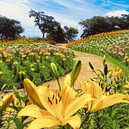 🌷 *Blooming Paradise: Solo Trip to Kasui Yuri-no-Sono in Shizuoka!* 🌸