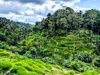 Bali's Scenic Gem: Tegalalang Rice Fields