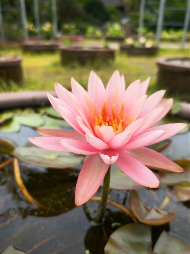Hangzhou Botanical Garden – Where Science Meets Song Dynasty Poetry