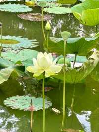 “Lotus Jewel of Kunming: Cuihu’s Summer Serenity”
