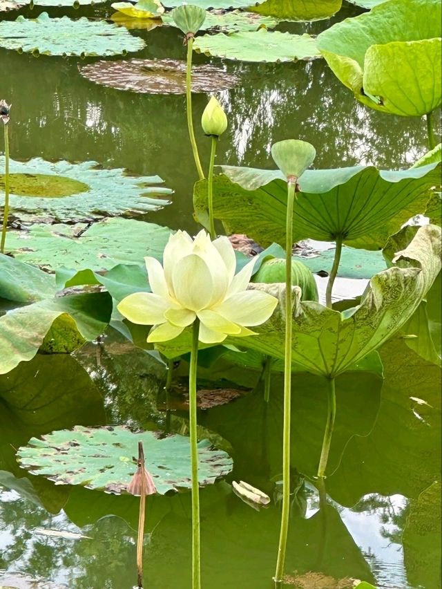 “Lotus Jewel of Kunming: Cuihu’s Summer Serenity”