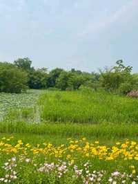 Xixi National Wetland Park – Hangzhou’s Liquid Emerald