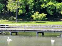 Tranquility at Hamarikyu Gardens