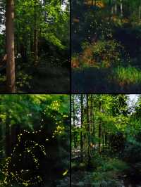 【莫干山｜竹林與雲霧寫給夏日的長信】
