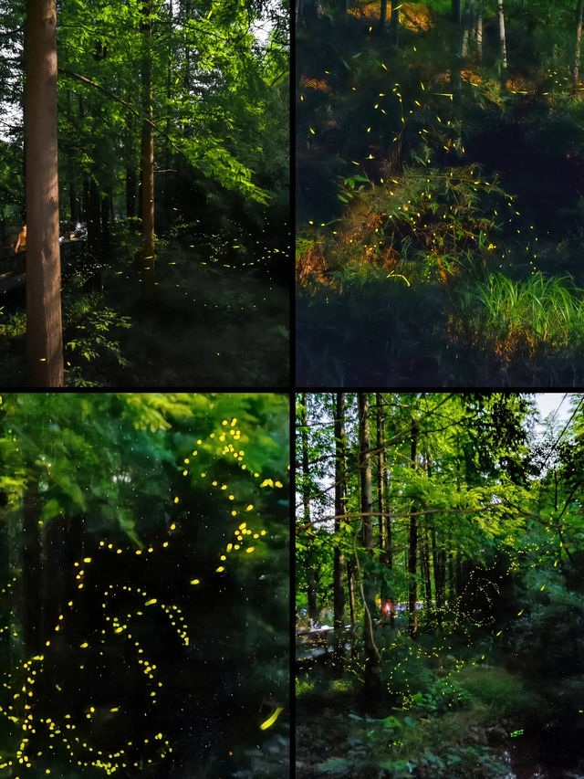 【莫干山｜竹林與雲霧寫給夏日的長信】