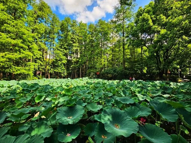 🌿 People’s Park – A Peaceful Retreat in the Heart of Shanghai 🇨🇳