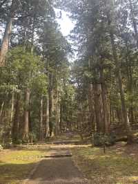 白山神社：心靈的碧綠聖地