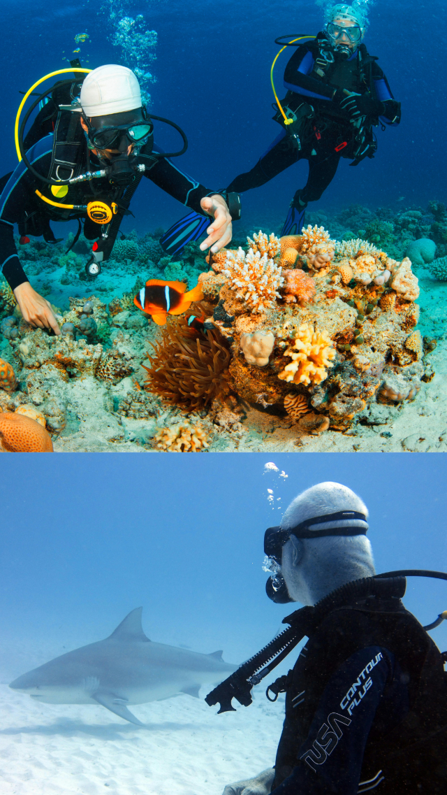 Island Hopping in Cebu ว่ายน้ำตามฉลามวาฬ
