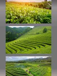 สิงห์ปารค์ เชียงราย