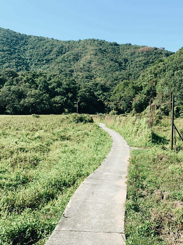 香港｜船灣郊野公園｜香港秋景名所｜船灣淡水湖畔的自然風光