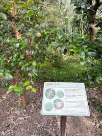 香港|濕地公園|香港紅葉名所|濕地秋色的生態天堂