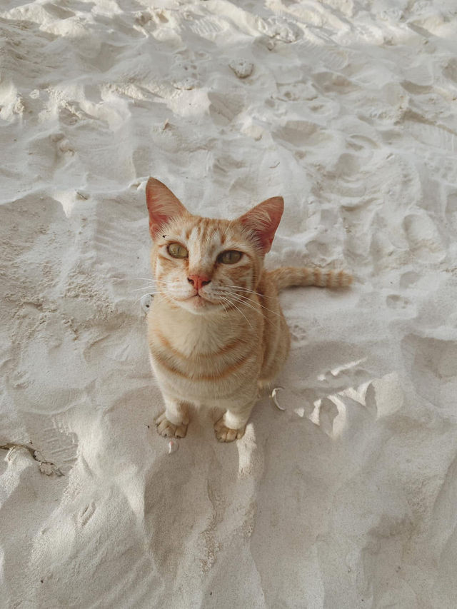 ทริปเที่ยวภูเก็ต 2วัน 1คืน 🌊🏝️