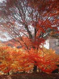 Lake Kawaguchi Maple Corridor🗻🍁 河口湖もみじ回廊