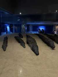 🌟 Crocodile Museum – Aswan, Egypt
