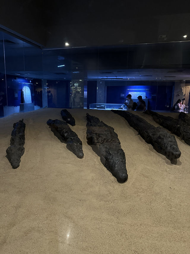 🌟 Crocodile Museum – Aswan, Egypt