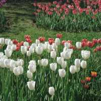 Tulip Garden - Kashmir 🇮🇳