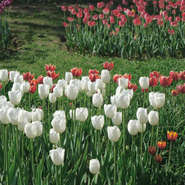 Tulip Garden - Kashmir 🇮🇳