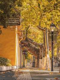 🍂 Missing autumn in Nanjing is like missing the soul of October.