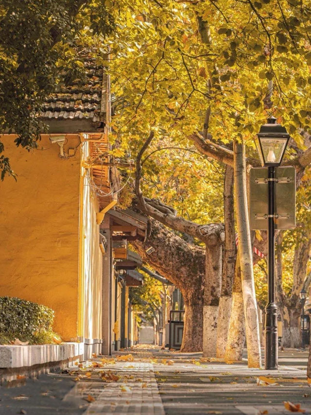 🍂 Missing autumn in Nanjing is like missing the soul of October.