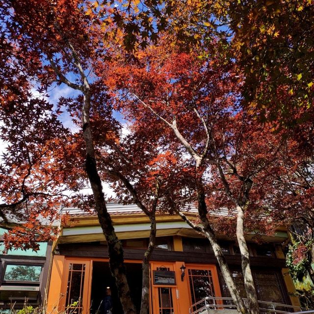 可以看到雲海的咖啡廳_太平山雲海咖啡廳 可以看到雲海的咖啡廳_太平山雲海咖啡廳