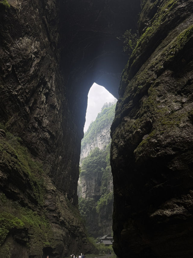 Wulong’s Misty Magic🌫️