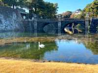 A Glimpse into the Heart of Tokyo: The Imperial Palace