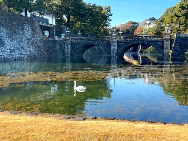 A Glimpse into the Heart of Tokyo: The Imperial Palace