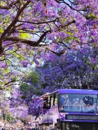 Flower Bloom
