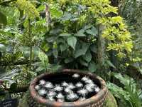 生簀ランチから牧野植物園へ🌿　高知旅