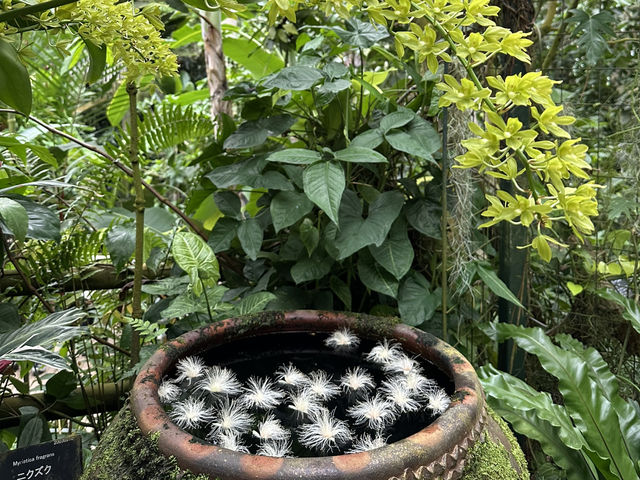 生簀ランチから牧野植物園へ🌿　高知旅
