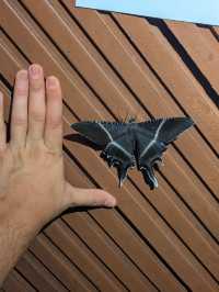 1StopBorneo Wildlife - Malaysia 