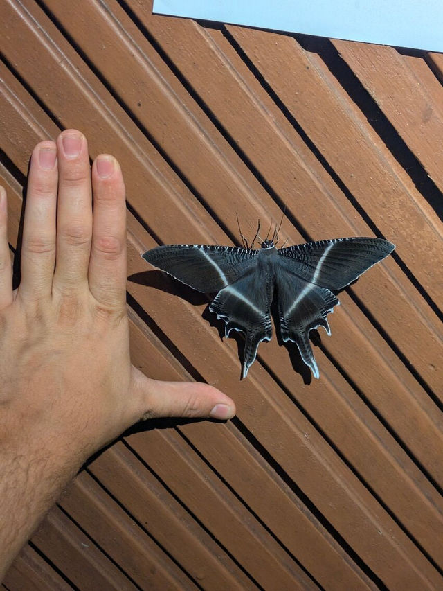 1StopBorneo Wildlife - Malaysia 