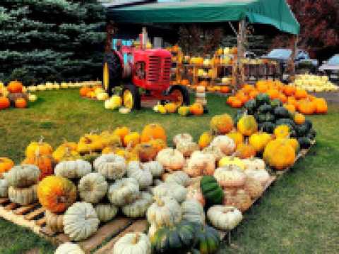 萬聖節的南瓜快到了！