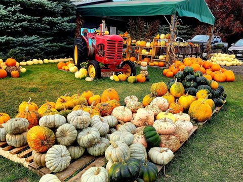 萬聖節的南瓜快到了！