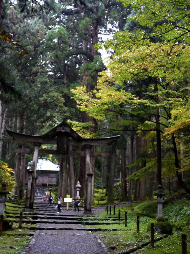 境内を覆う220種の苔  厳かで美しい景観 境内を覆う220種の苔  厳かで美しい景観