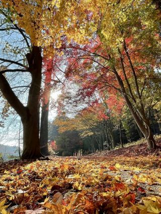 Peaceful Autumn Walk at Igashira Park