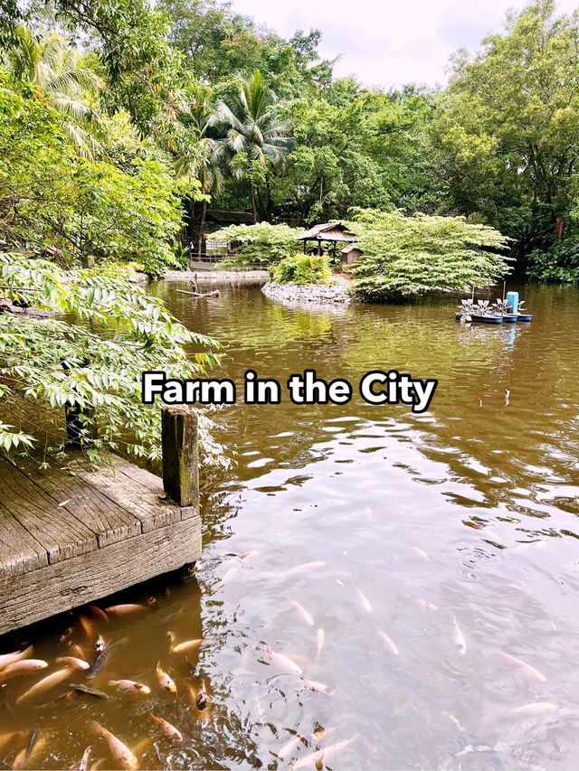 Farm in the City – A Must-Visit Interactive Urban Zoo Experience  Farm in the City – A Must-Visit Interactive Urban Zoo Experience