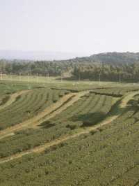 Chiang Rai (เชียงราย) 🏞️