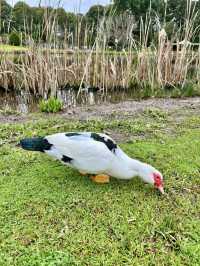 🌿悉尼北區秘境一日遊|離城市最近的「世界公園」