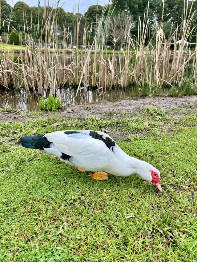 🌿悉尼北區秘境一日遊|離城市最近的「世界公園」 🌿悉尼北區秘境一日遊|離城市最近的「世界公園」