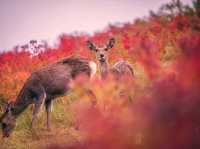 🍁 Mount Wakakusa – Autumn’s Deer Paradise Above Nara 🌄🦌
