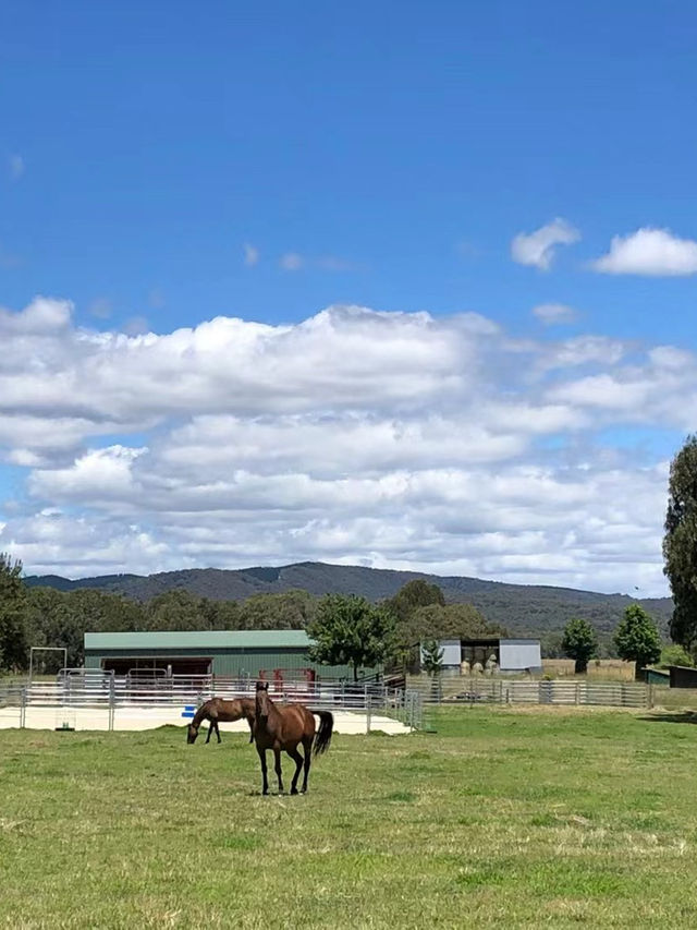 维州宝藏小镇Beechworth -11月维州最治愈的小镇旅行提案﻿