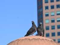 墨爾本：咖啡香氣與城市風景交織的一座城市