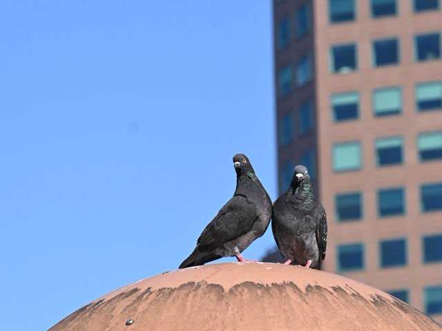 墨爾本：咖啡香氣與城市風景交織的一座城市