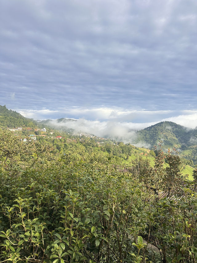 เที่ยวดอยแม่สองเชียงรายกันคะ